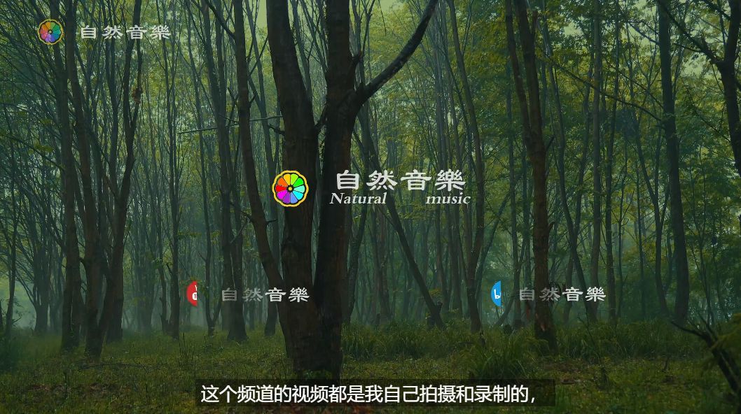 10小时的森林迷雾中，细雨轻轻敲打着草坪和树叶，带来自然真实的白噪音，帮助你实现深度睡眠。