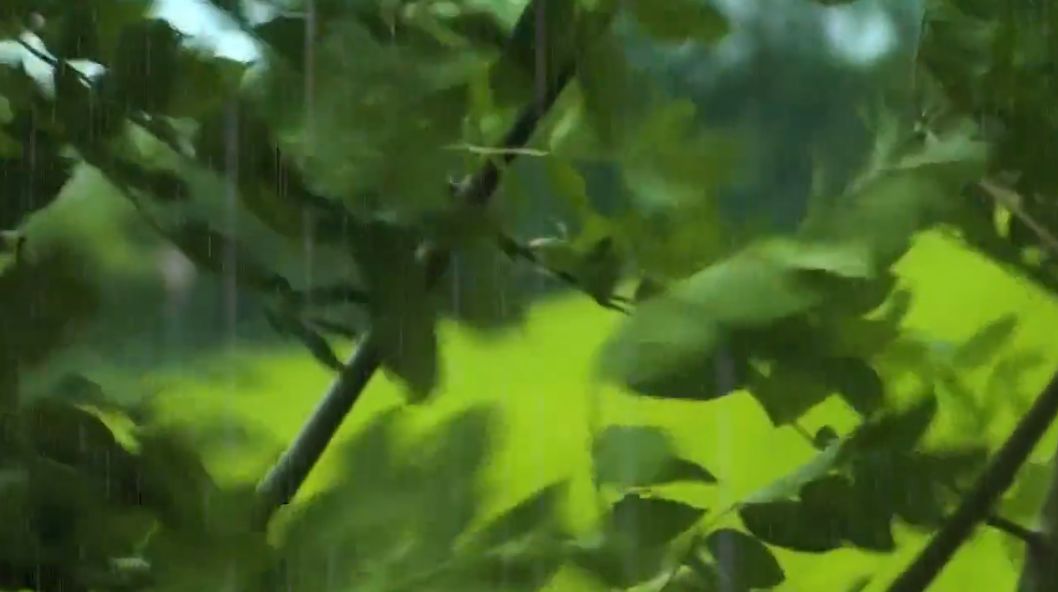 432Hz雨声，舒适频率，风雨摇曳树枝，助眠风雨音